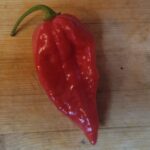 Moruglah Pepper Organic Plant 2 Pack