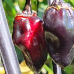 Purple Bubblegum Pepper Seeds (Isolated)  Organic