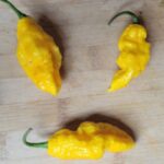 Yellow Bhut Jolokia/Ghost Organic Pepper Plant 2 Pack