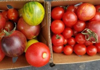Shipped Cherry, Paste and Salad Tomato Plants