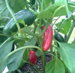 Traveler Strain Jalapeno Pepper Seeds (Isolated)
