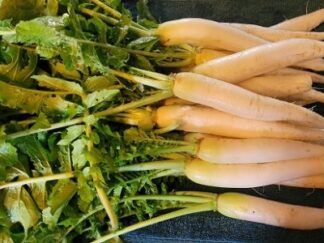 Daikon White Radish Bunched Organic