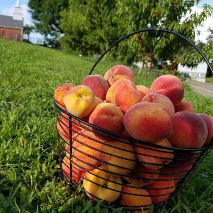 Backyard Fruit Production Workshop