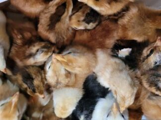 Day Old Un-Sexed Chick 12 Pack (Local Pick up Only) Pre-order Feb-April 2026 Great Egg Layers NON-GMO