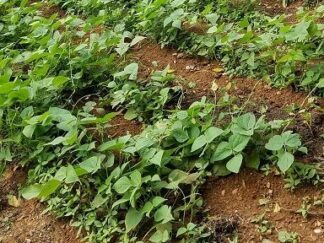 25 pk Beauregard Sweet Potato Slips Local Pick-up Only Late May