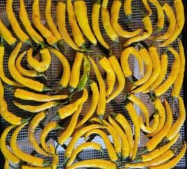 Golden Cayenne Shipped Peppers 1 Pound OG Pre-Order 2026