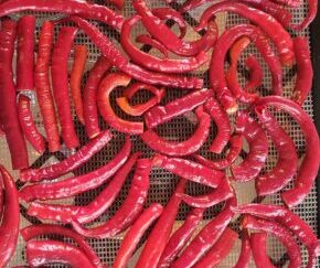 Red Cayenne Shipped Peppers 1 Pound OG Free Shipping Pre-Order 2026