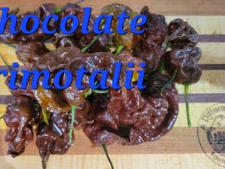 Chocolate Primotalii Shipped Peppers 1 Pound OG Free Shipping Pre-Order 2026