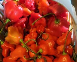 Mad Hatter Shipped Peppers 1 Pound OG Free Shipping Pre-Order 2026