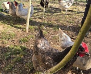 Blue, Black Splash Bresse Hatching Egg 12 Pack (Shipped) March-July 2026 Pre-order