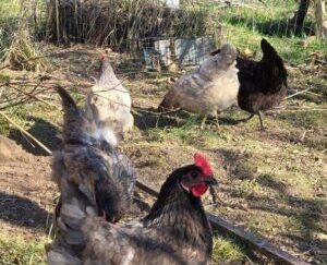 Day Old Blue, Black, Splash Bresse Unsexed Day Old Chick 6 Pack (Local Pick up Only) Pre-order Feb-April 2026 NON-GMO