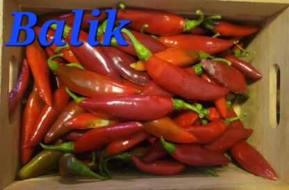 Balik Organic Pepper Plant 2 Pack