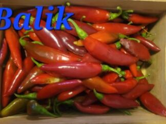 Balik Organic Pepper Plant 2 Pack