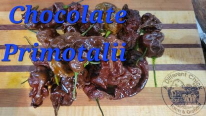 Primotalii Chocolate Organic Pepper Plant 2 Pack