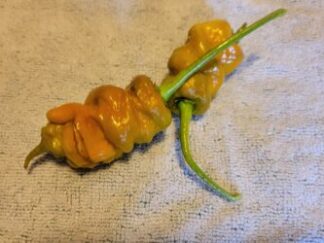 Golden Primotalii Shipped Peppers 1 Pound OG Pre-Order 2026