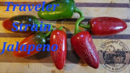 Traveler Jalapeno Organic Pepper Plant 2 Pack