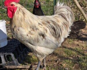 Blue, Black Splash Bresse Hatching Egg 12 Pack (Local Pick-up) Jan-March 2026 Pre-Order