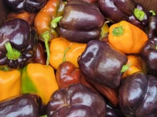 Bell Pepper Collection 4 Pack OG