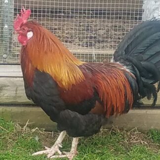Roosters and Cockerels