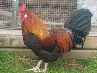 Roosters & Cockerels