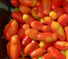 Paste/Sauce Tomatoes 1/2 Bushel OG (25lbs) 2026 Pre-order