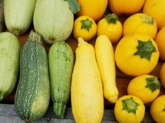 Summer Squash Collection 4 Pack Organic