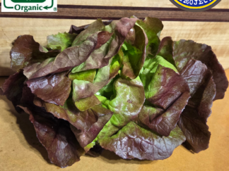 Butterhead Red Head Lettuce Organic