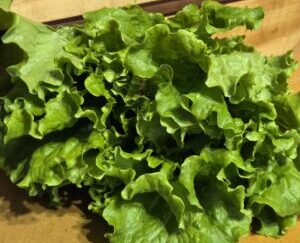 Local Pick-up Farm Fresh Lettuce Organic