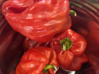 Botan Kosho Chili Shipped Peppers 1 Pound OG Free Shipping Pre-Order 2026